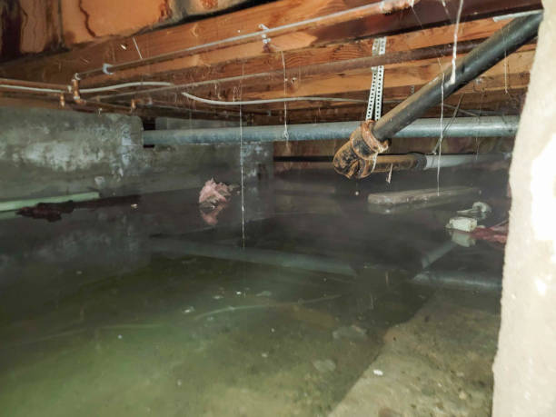 Best Basement water damage restoration  in Halawa, HI
